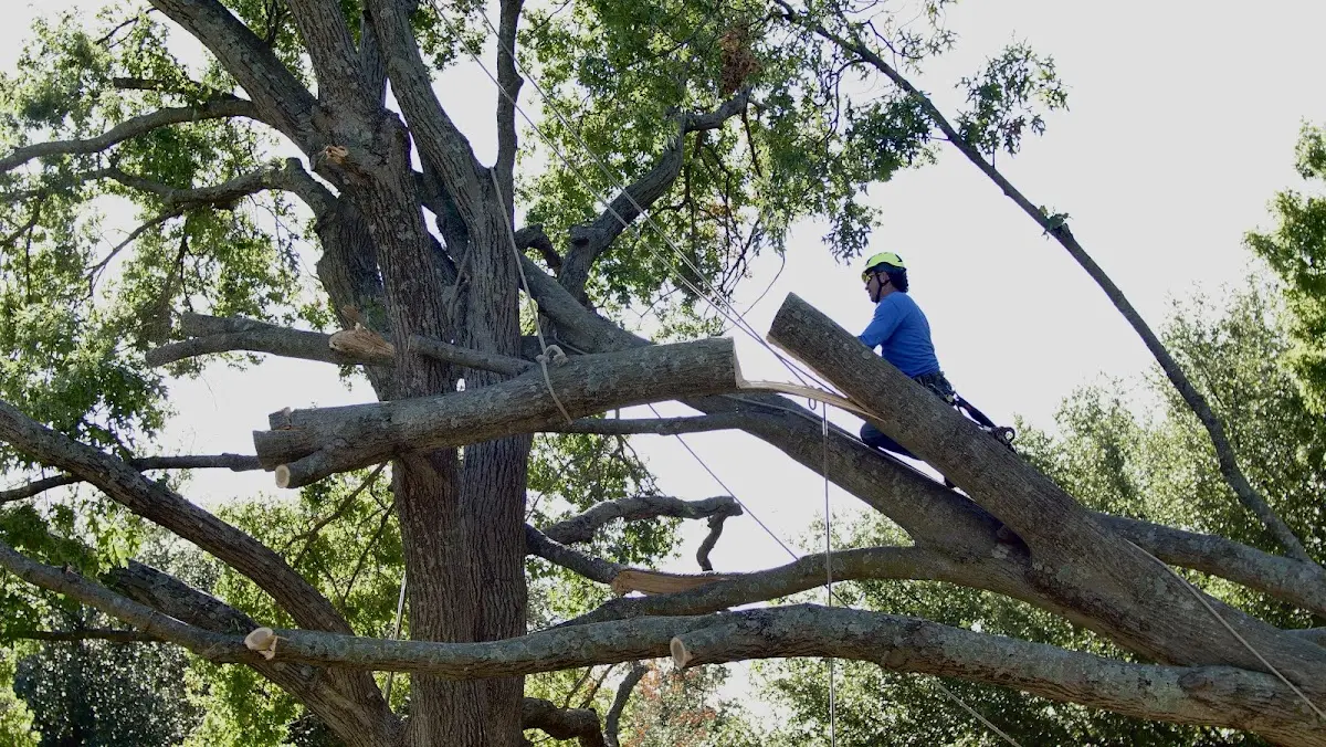 Professional Crown Thinning performed by certified arborists in Olympic Valley