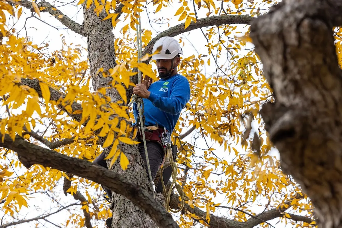 Skilled Tree Trimming crew working in Olympic Valley